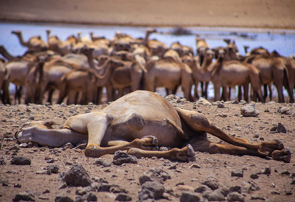 Camels are used to desert conditions, but the severe drought in northern Kenya that lasted for four years killed hundreds of camels. (Pius Artbeat)