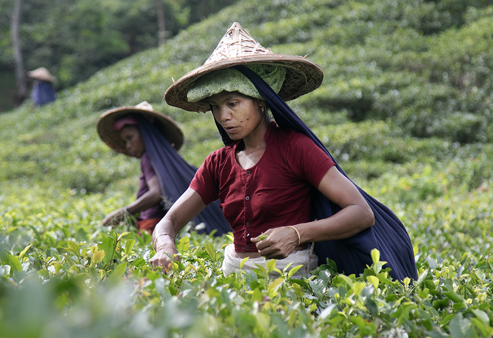 Women pick tea leaves, and earn only 170 taka a day, approximately $1.55 per Jan. 3 exchange rates. (Stephan Uttom Rozario)