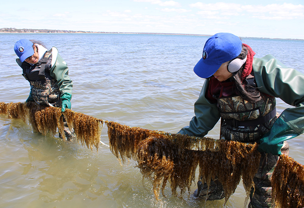 Cerca de la orilla, unas agricultoras shinnecock inspecionan las algas kelp de azúcar dispuestas sobre una cuerda. 