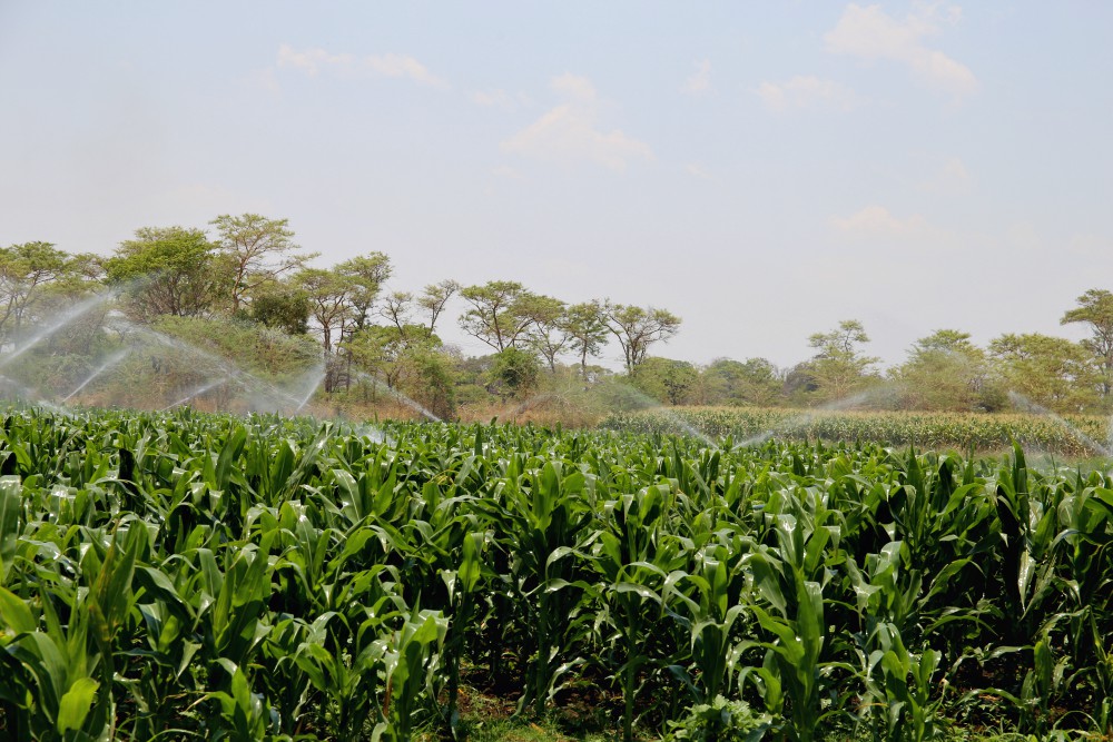 Water sprays over a maize farm on the outskirts of Chilanga town in Zambia. The Daughters of the Redeemer do not rely on rainfall to farm. They have installed a drip irrigation system, which they credit for their success. (GSR photo/Doreen Ajiambo)