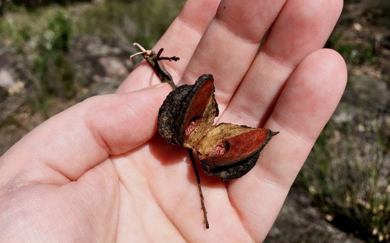 Sr. Sarah Puls holds a seedpod from a native grevillea bush. The pods grow hard and strong to the size of an olive before splitting in half so the seeds can float away in the wind. (Sarah Puls)