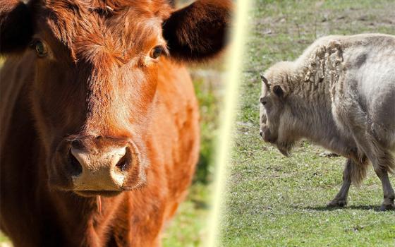 Red heifer and white buffalo (Left: Dreamstime/Bbsimpson; right: Dreamstime/Kenny Tong)
