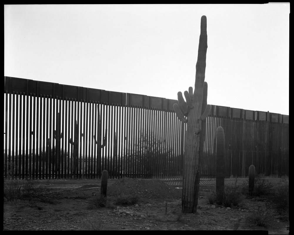 Measuring up to 40 feet tall, saguaro cacti in Organ Pipe Cactus National Monument tower over the border wall near Lukeville, Arizona. "There's a lot of sections in this national monument to nature where the dividing line doesn't make any sense," Elmaleh 
