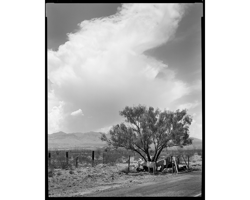 Cows crowd under the prime real estate of shade in a desert near Presidio on a 105-degree day in May. Shortly after taking this picture, "I ran into five men in the desert who had empty bottles and were flagging me down," Elmaleh says. "They asked me if I