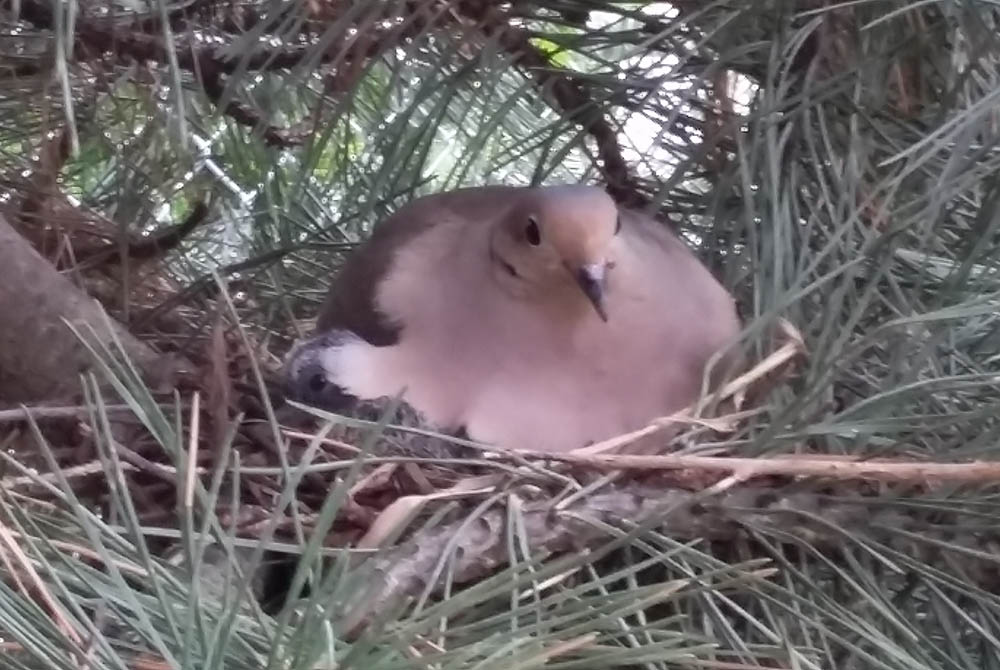 Doves build their nest in the Austrian pines. (Provided photo) Doves build their nest in the Austrian pines. (Provided photo)