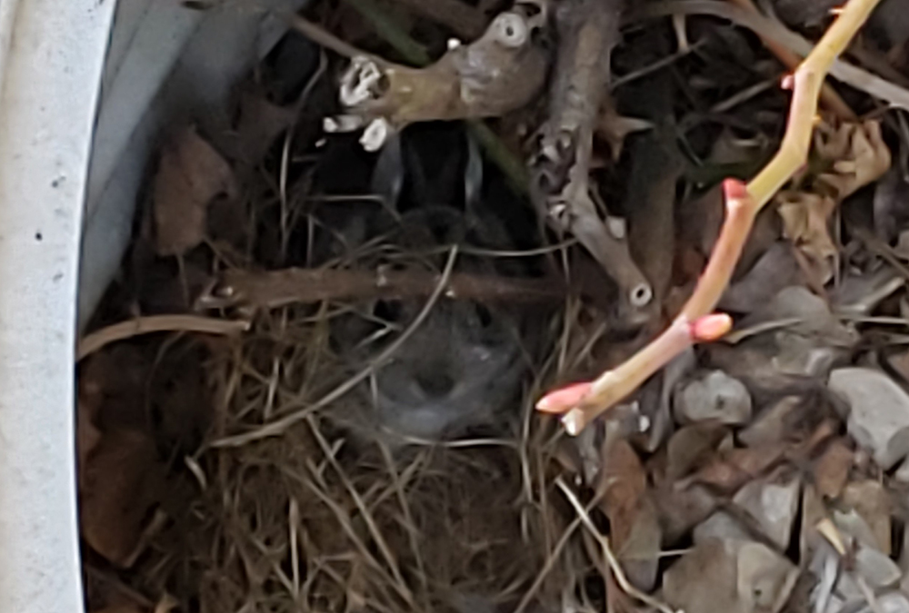 The bunny (center, underneath the sticks) in my backyard window well (Jane Marie Bradish) The bunny (center, underneath the sticks) in my backyard window well (Jane Marie Bradish)