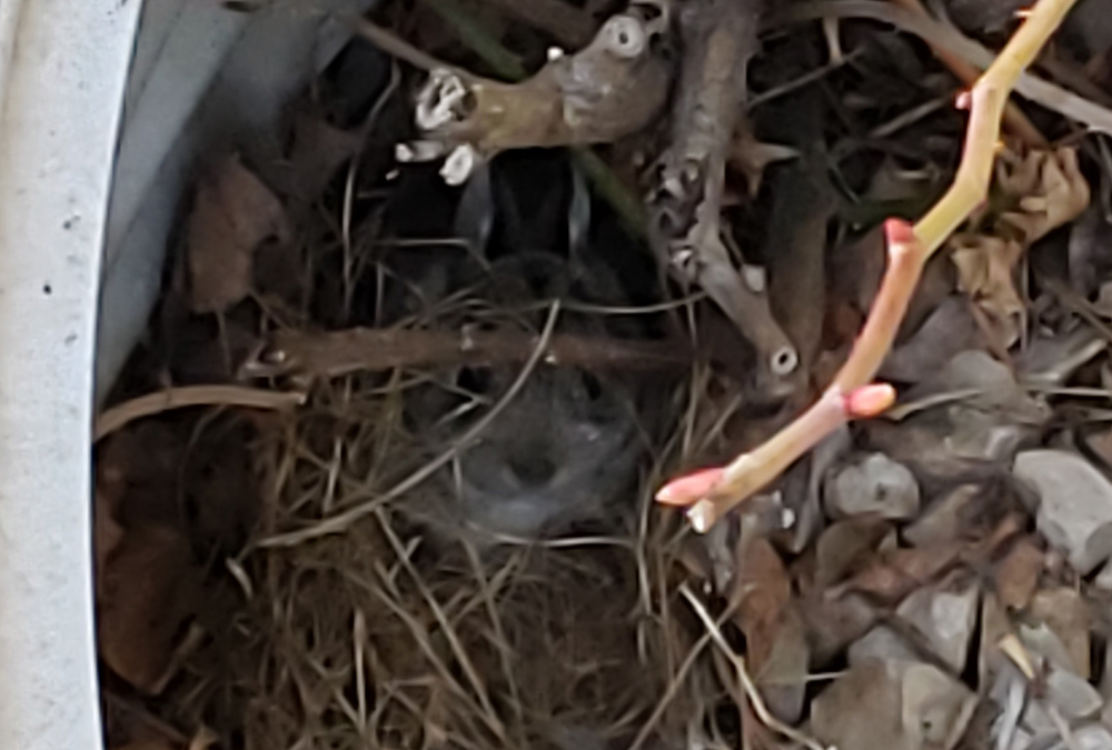 The bunny (center, underneath the sticks) in my backyard window well (Jane Marie Bradish)