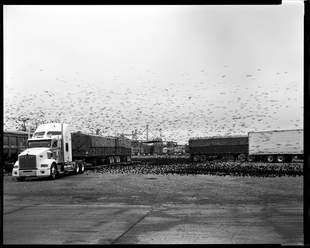 Red-winged blackbirds circle the spills of grain from a truck in Progreso Lakes, Texas. The scene, captured in January, was "Hitchcock-esque," Elmaleh says. (© Lisa Elmaleh)