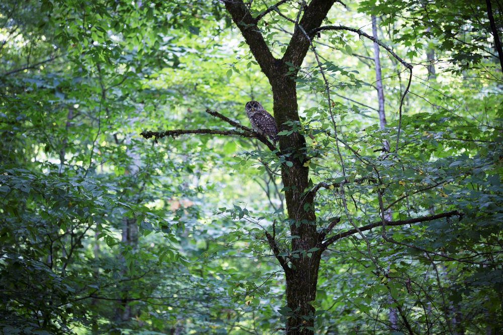 An owl rests on a tree branch in a forest in Kermit, West Virginia. (CNS/Tyler Orsburn)