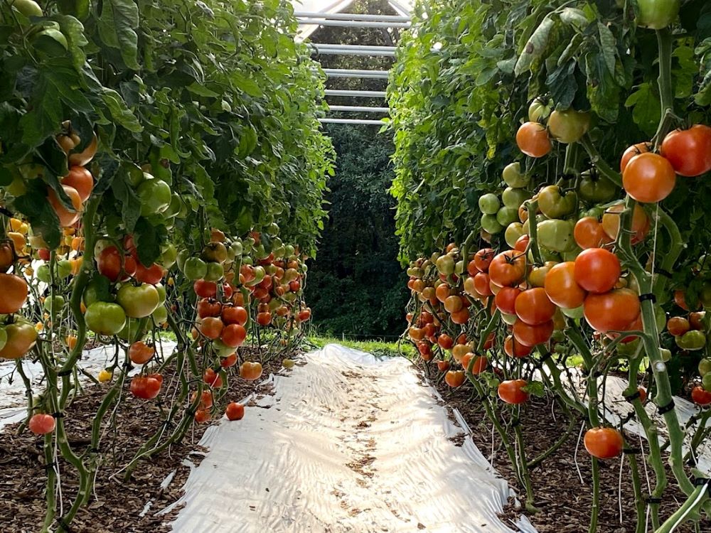 Tomatoes trellised in a high, or hoop, tunnel — sometimes called a hoop house — grow at Sisters Hill Farm. (Courtesy of Sisters Hill Farm)