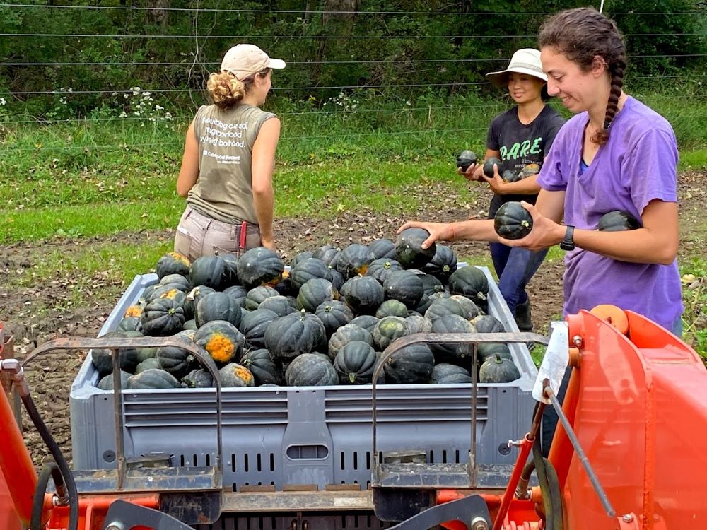 Apprentices Serena Xu and Elaina Harper harvest acorn squash during the 2021 harvest season. (Courtesy of Sisters Hill Farm)