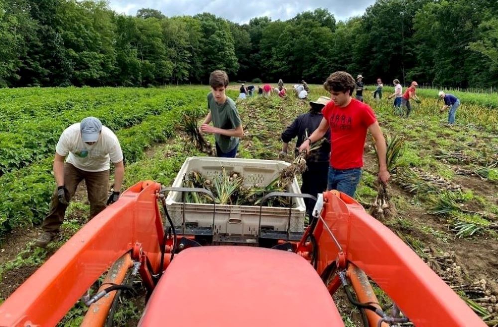 Staff, volunteers and family members of farm director David Hambleton work July 4 to harvest 10,000 garlic bulbs — the supply for this year's CSA members and seed for next year's crop. (Courtesy of Sister Hills Farm)