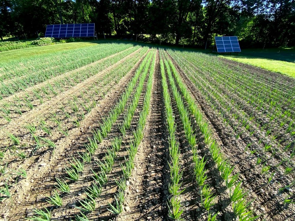 A field features onions, scallion and leeks at Sisters Hill Farm in June 2021. (Courtesy of Sisters Hill Farm)