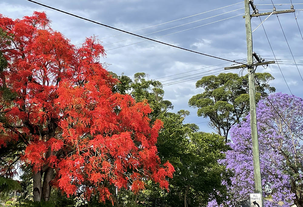 A flame tree that blooms around Christmastime, next to an “Advent” Jacaranda tree in Australia (Tracey Edstein) 