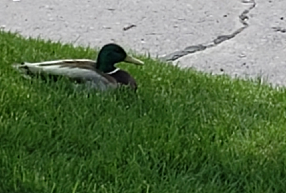 The Daddy Mallard protecting his nest in my front yard (Jane Marie Bradish) The Daddy Mallard protecting his nest in my front yard (Jane Marie Bradish)