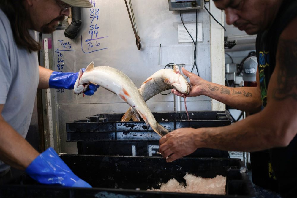 Fishermen weigh out different fish from a fresh batch July 14, 2021, at a fishery in Leland, Michigan. (CNS/Reuters/Emily Elconin)
