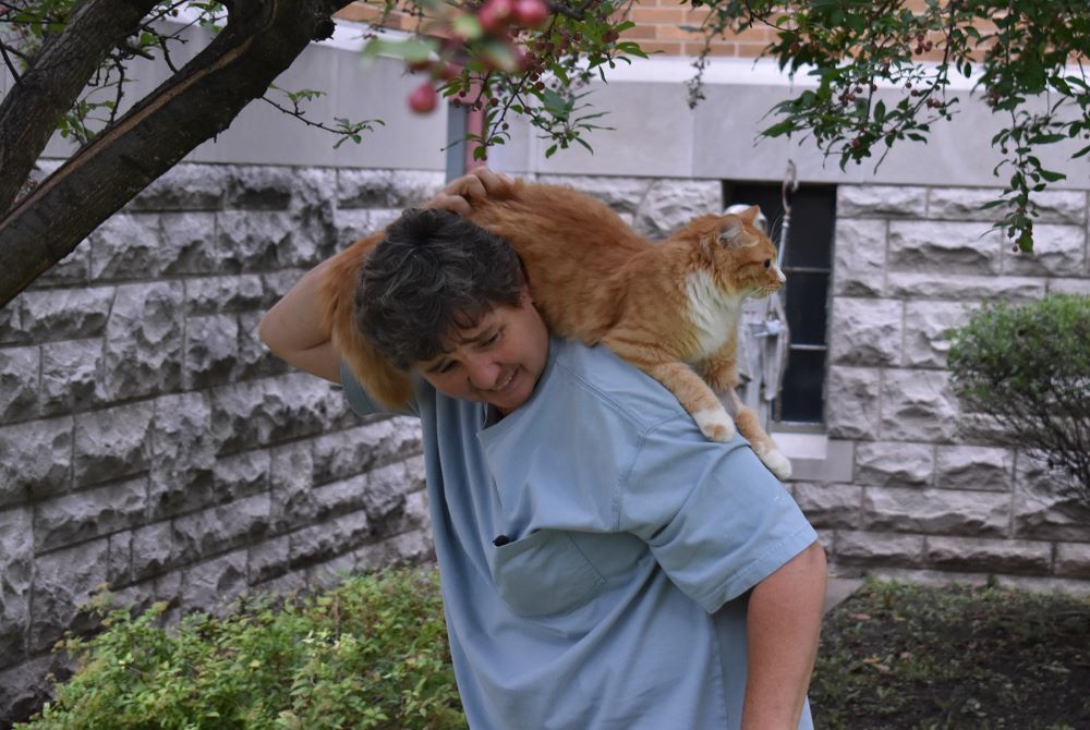 When Joey, one of Mount St. Scholastica's cats, gets caught in a tree, Sr. Elaine Fischer comes to the rescue. (Julie A. Ferraro)