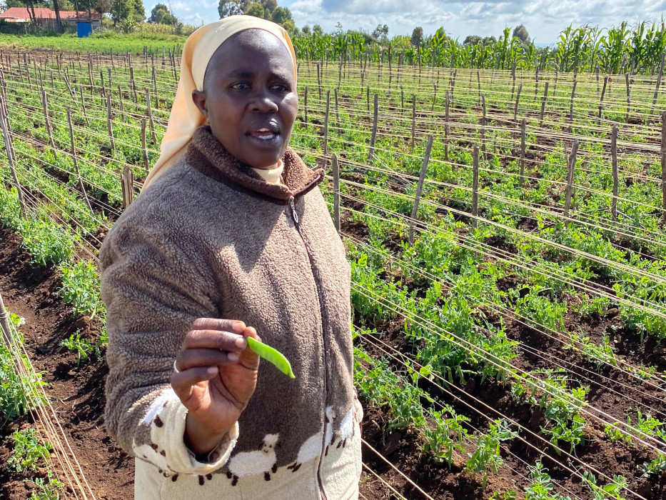 Sr. Veronica, a member of the Little Sisters of St. Francis, is seen in January 2020 holding a pea pod harvested from the Divine Mercy Green Farm her order operates in Nakuru, Kenya. The farm received a startup loan of $100,000 from the Missio Invest Social Impact Fund to expand its work in the local community. (CNS/Handout, Missio Invest, Pontifical Missionary Societies in the United States)