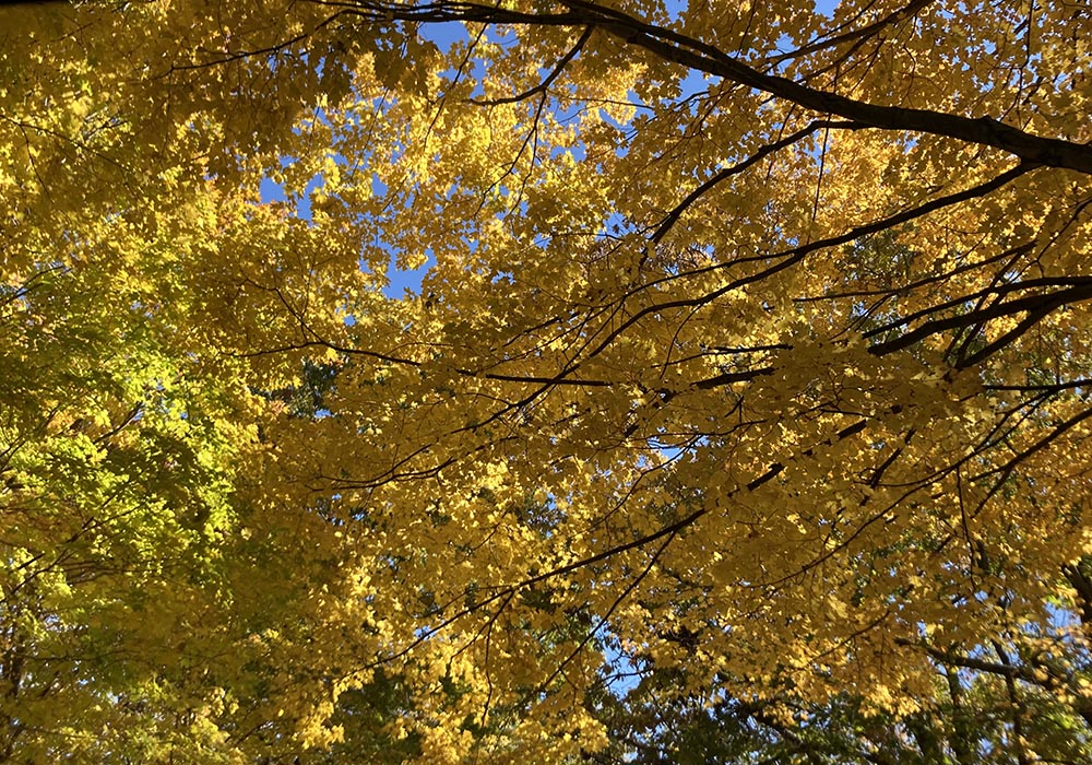 Yellow leaves against the sky (Nancy Sylvester)