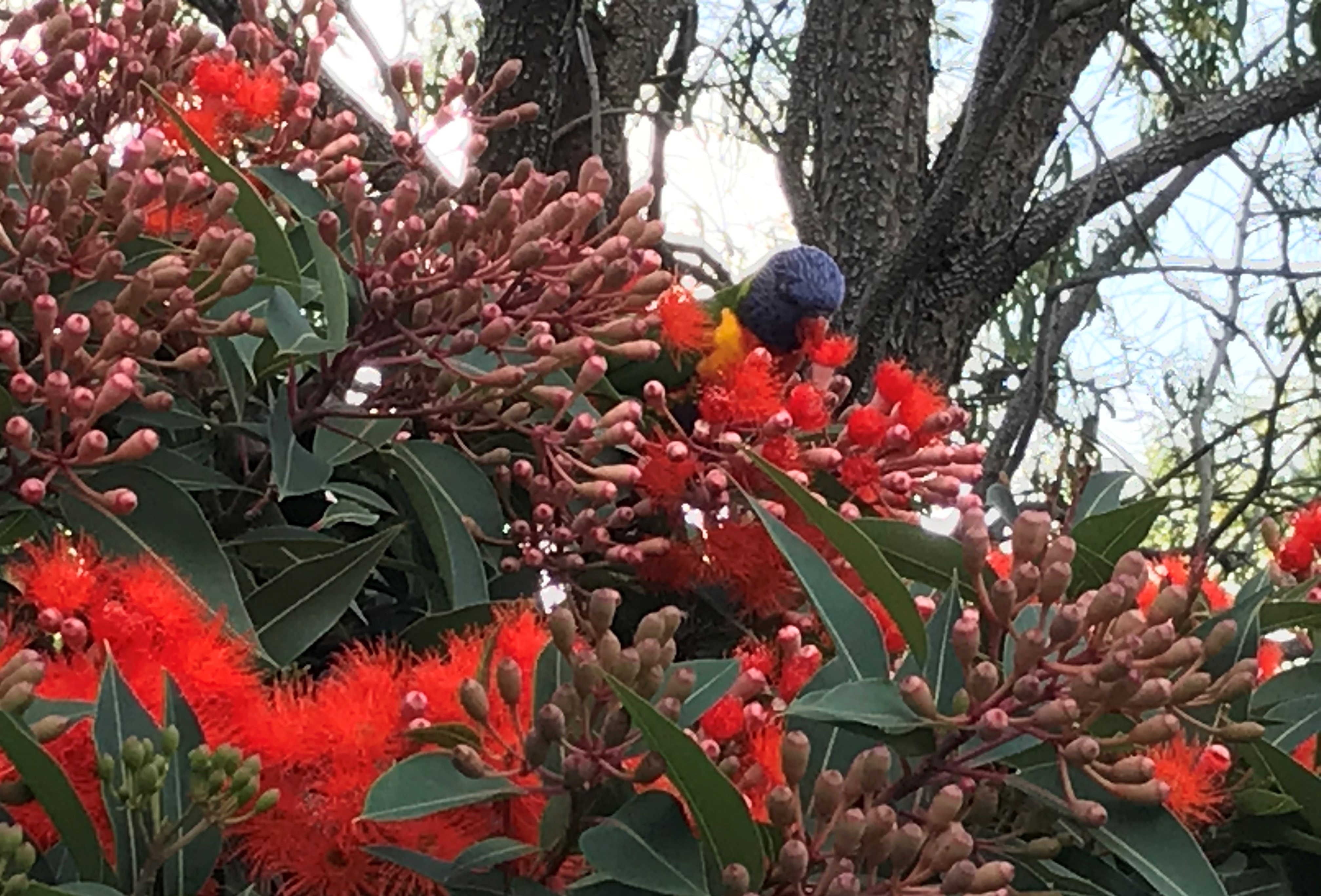 A wattle bird collects nectar on a callistemon (bottlebrush) tree, which is native to Australia.