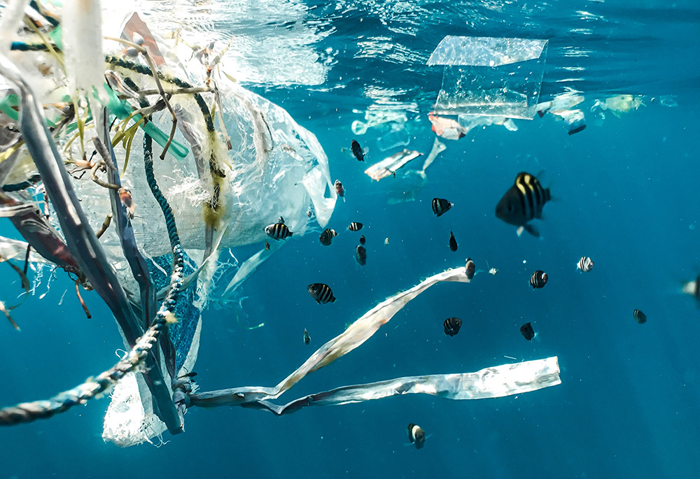 Plastic pollution and juvenile fish (Unsplash/Naja Bertolt Jensen)