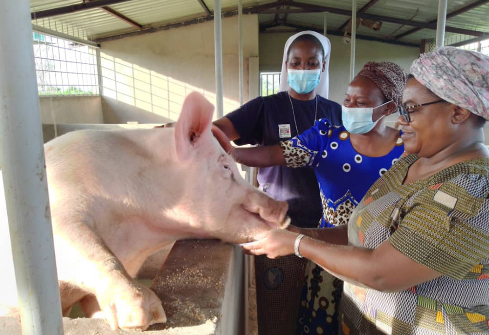 Sr. Christabel Juunza Mwangani, left, a Religious Sister of the Holy Spirit, based in the Diocese of Monze, in Zambia, tends to a pig with Sr. Christerbel Mwaaba, center, and superior general Sr. Rosalia Sakayombo, right. Mwangani was one of three Catholic sisters recognized with a Builders of Africa's Future award in 2022. (Courtesy of Christabel Juunza Mwangani)
