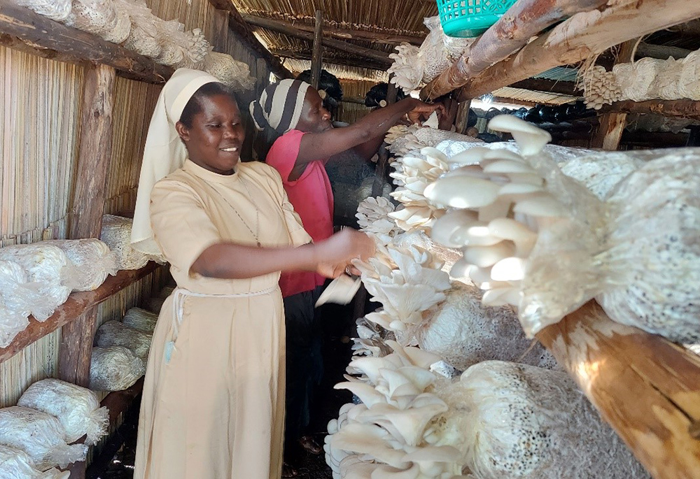 Sr. Rose Thumitho and women harvest mushrooms in Uganda. (Courtesy of Sr. Rose Thumitho)