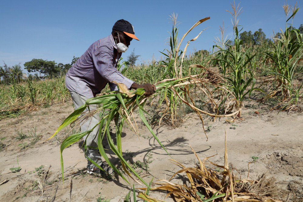 Bernard Mbithi uproots a field where he was growing corn that failed because of a drought, Feb. 16 in Kilifi, Kenya. (CNS/Reuters/Baz Ratner)