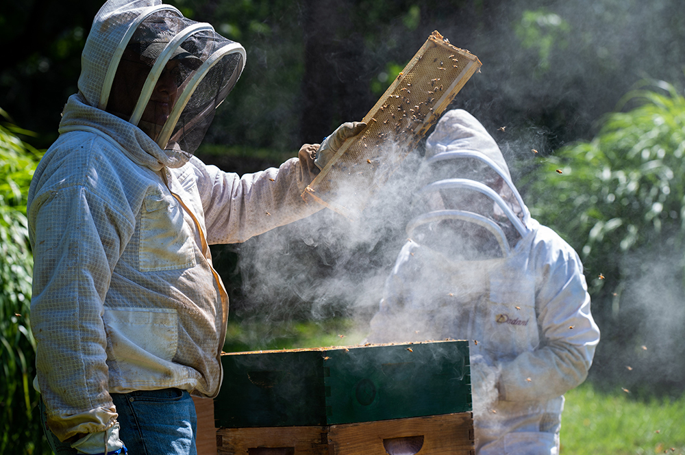 Clement Purcell and Martin Kersse use smoke to examine a colony of honeybees Aug. 16 on the Catonsville, Marylan, property of the All Saints Sisters of the Poor. (CNS/Catholic Review/Kevin J. Parks)