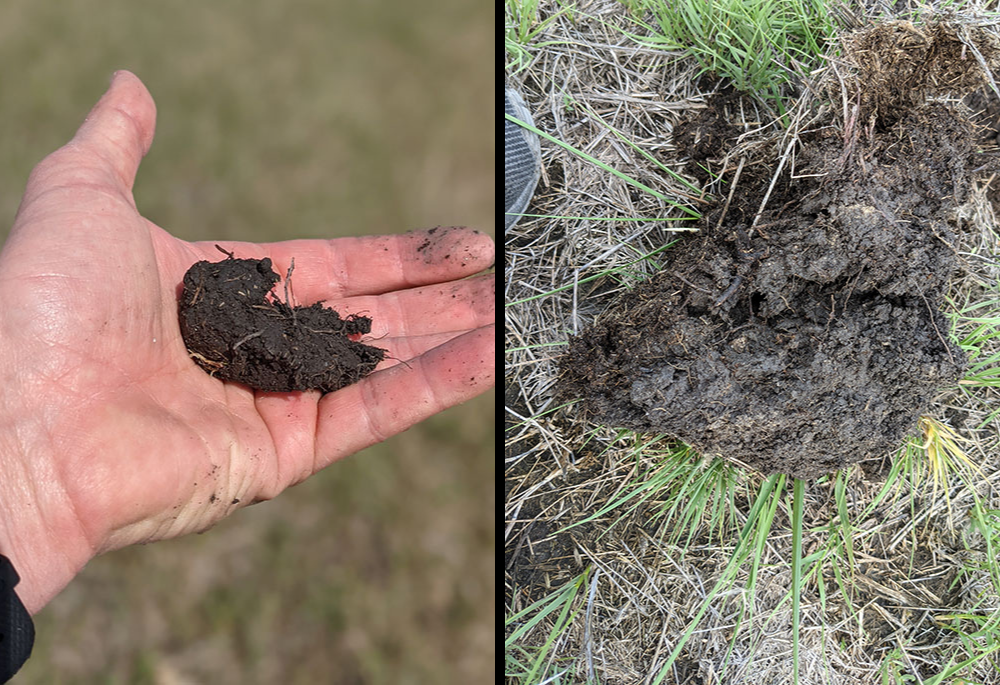 At left, this soil on land owned by the Presentation Sisters of the Blessed Virgin Mary in South Dakota shows that it is compact clay, not able to retain water. The congregation has started to adopt regenerative soil methods to improve the quality of the soil and crops that are produced. At right, this soil is able to retain water and is healthier after regenerative farming efforts to restore it. (Presentation Sisters of the Blessed Virgin Mary/Jamie Risse)