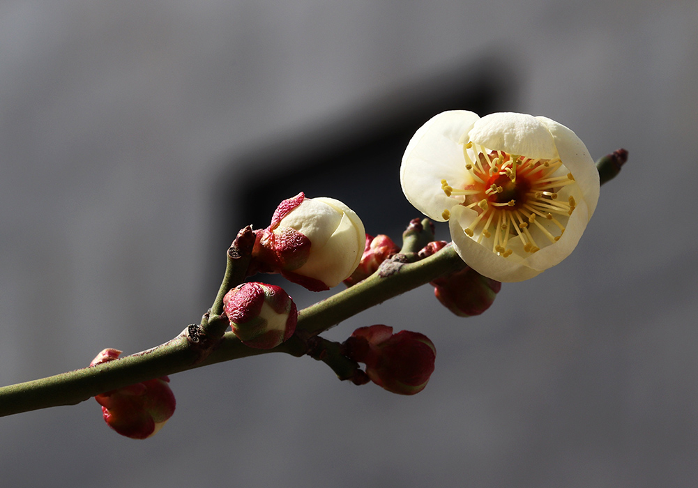 Each bud and each sister were responding to the sun, flowering in her time. An obedient tree bears fruit in due season. (Pixabay/HeungSoon)