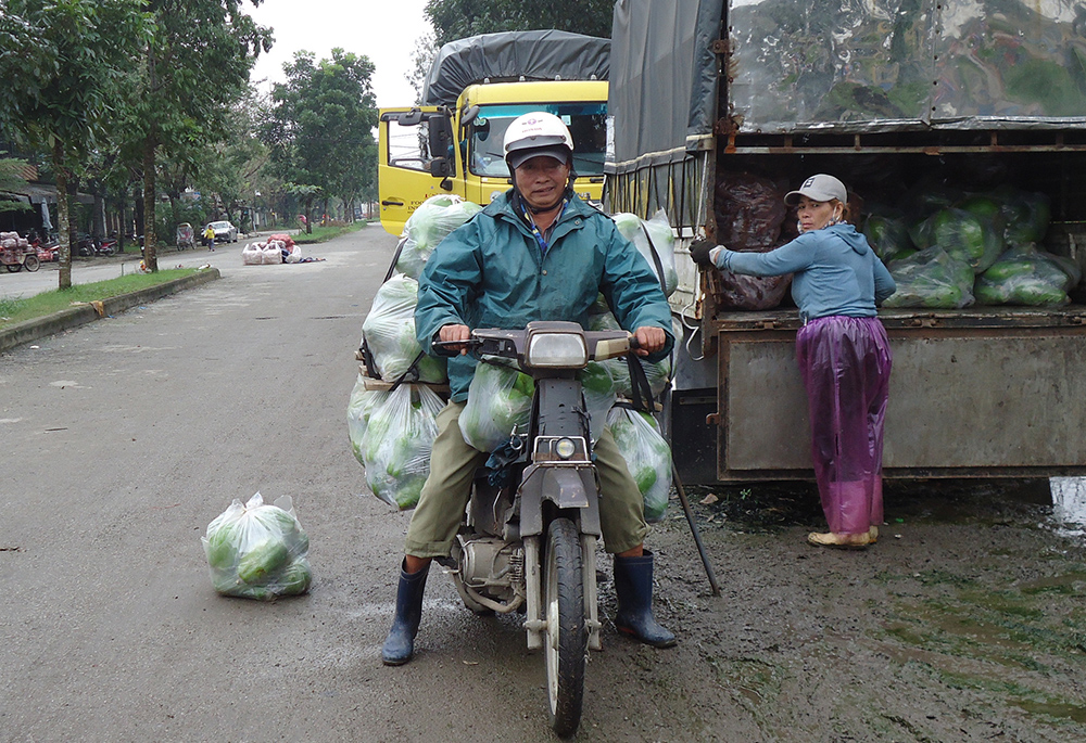 Joseph Tran Xuan Lieu carries papaya on his motorbike to a market Jan. 16 in Hue, Vietnam. (GSR photo/Joachim Pham)