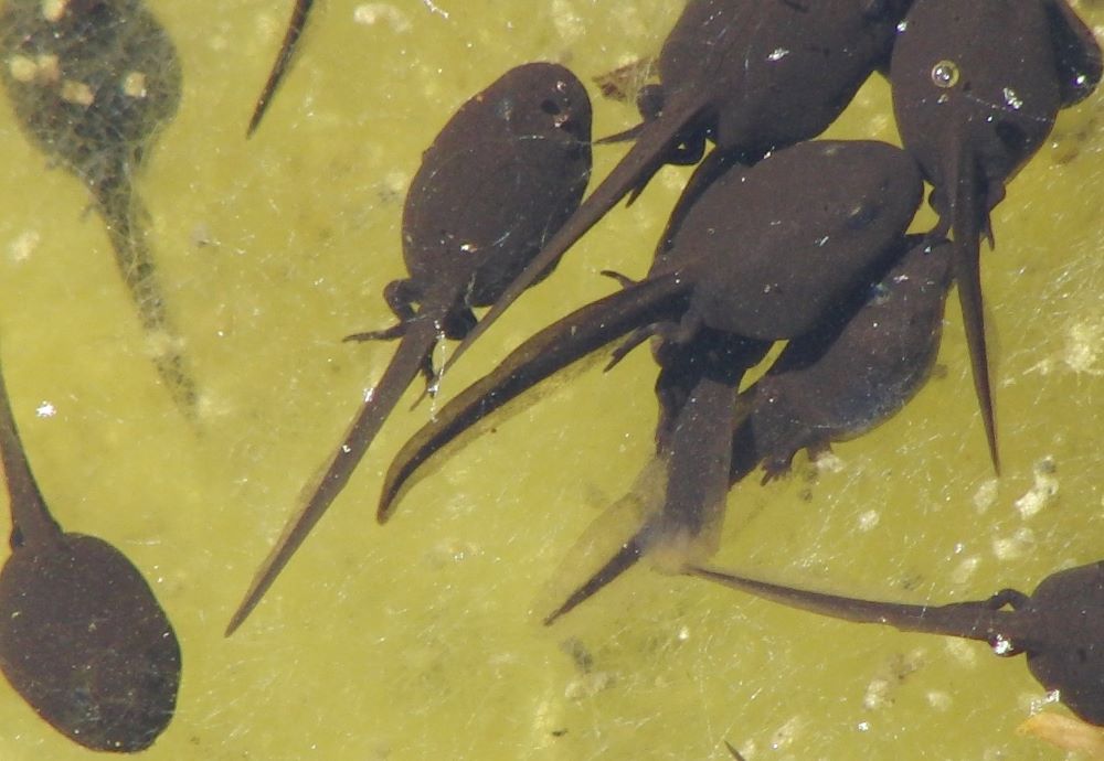 tadpoles