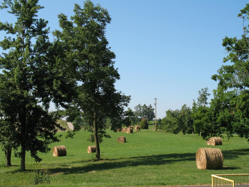 Hay bales in a field