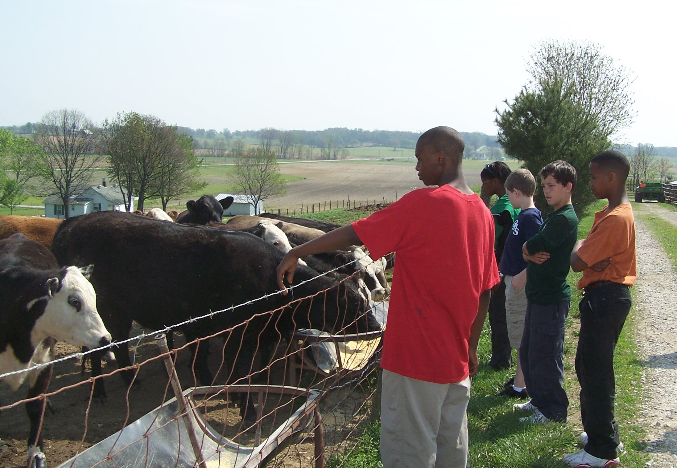 Students look at cows.