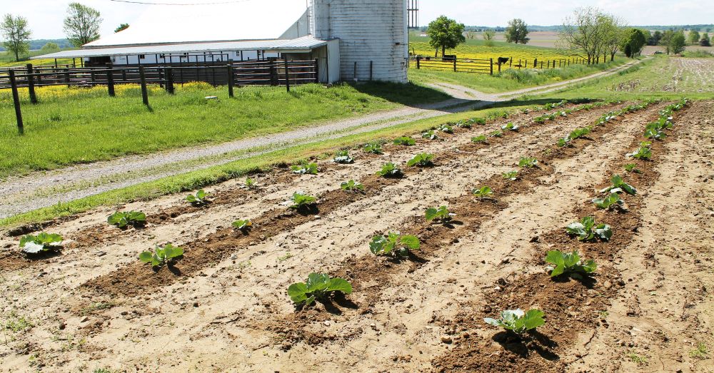 cabbage field