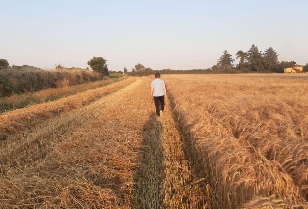 Woman walks in wheat field. 