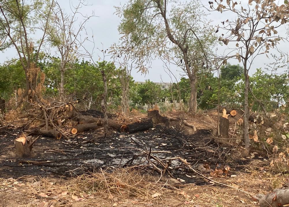 Some farmers feel burning is the easiest way to clear the farm for planting. (Courtesy of Teresa Anyabuike)