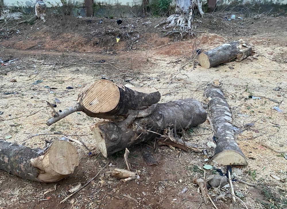 As we celebrated Earth Day this year, I felt sad, as I am still seeing people felling trees as part of their business, without replanting any. (Courtesy of Teresa Anyabuike)