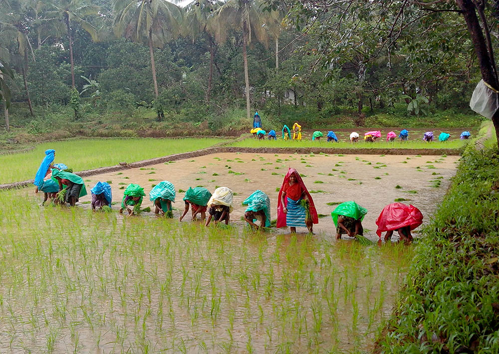 Sisters of the Helpers of Mount Rosary and female volunteers from villages engage in paddy cultivation during a monsoon at the congregation's formation house in Alangar near Moodabidri, a town in the southwestern Indian state of Karnataka. (Courtesy of Celestine D'Souza)