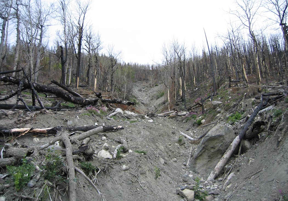 Imagen de un bosque tras un incendio. (Wikimedia Commons/Servicio de Pesca y Vida Silvestre de EE.UU./Kenai NWR)