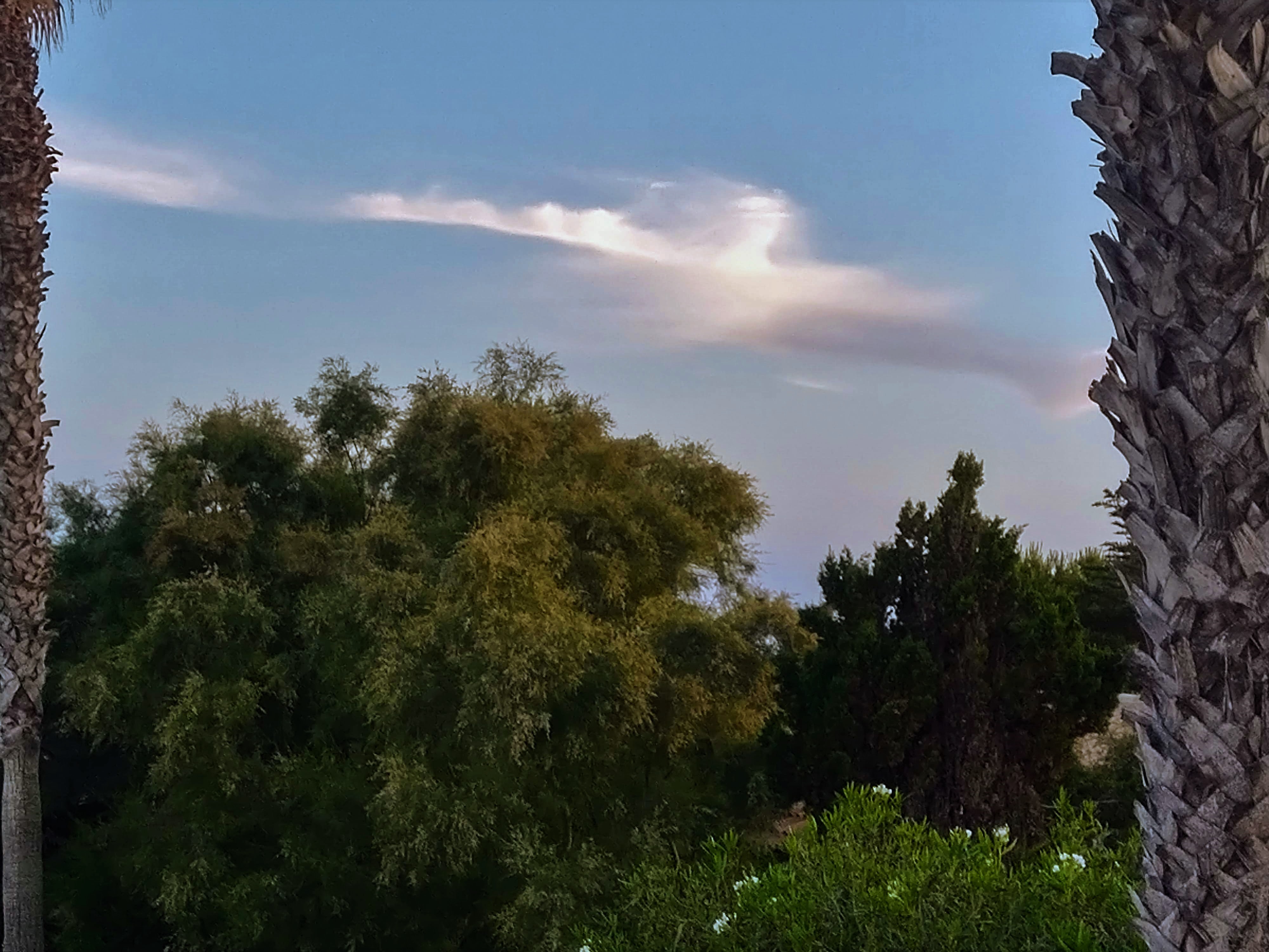 El viento acaricia los árboles en Portocolom en Mallorca, España.