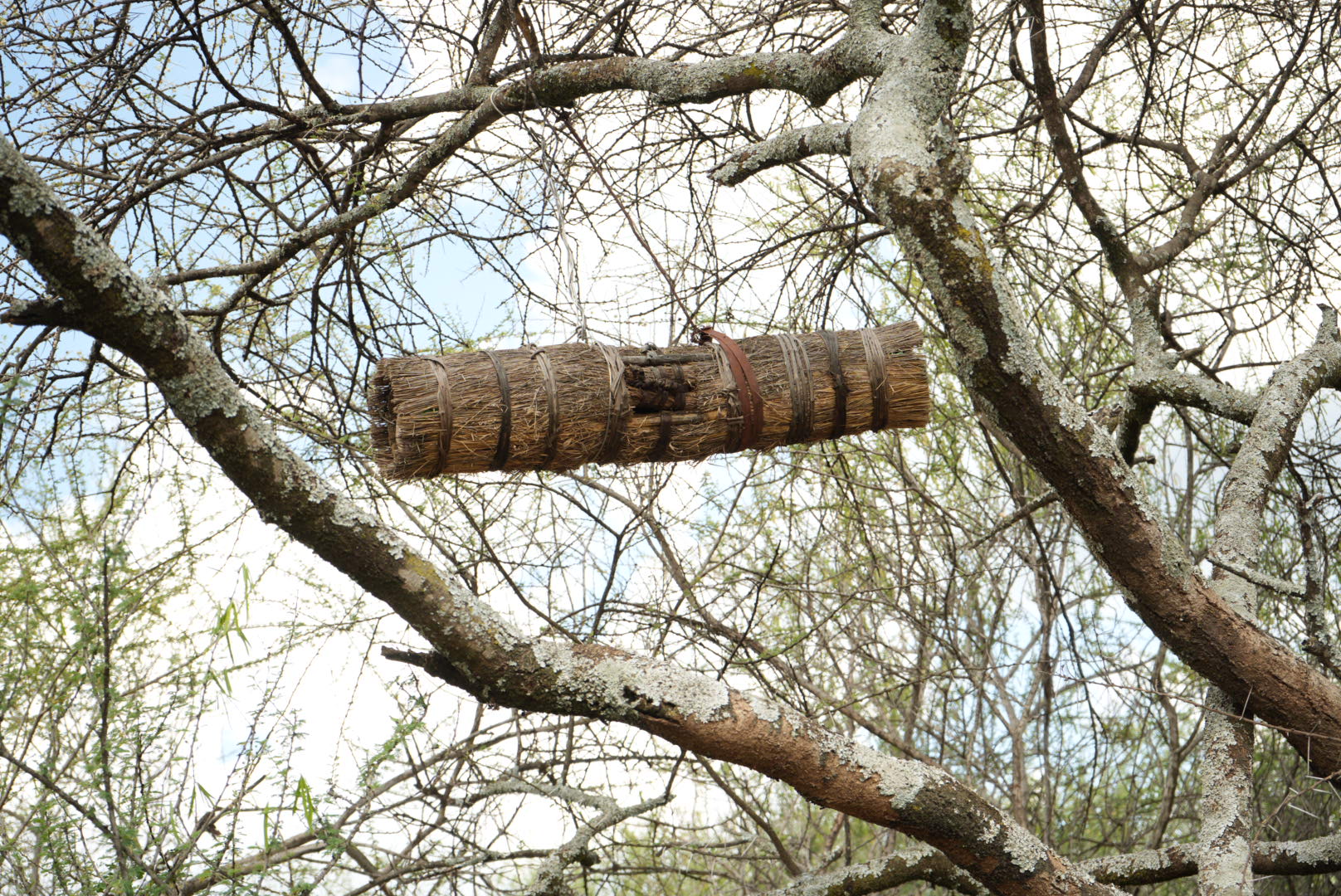 A traditional beehive is suspended from an acacia tree at Sugot-Barpello road in East Pokot, Baringo County. Commercial beekeeping is being encouraged by the Incarnate Word Sisters through women's table banking groups. The sale of wild honey provides income for families and reduces dependence on aid from the congregation. (GSR photo/Wycliff Peter Oundo)