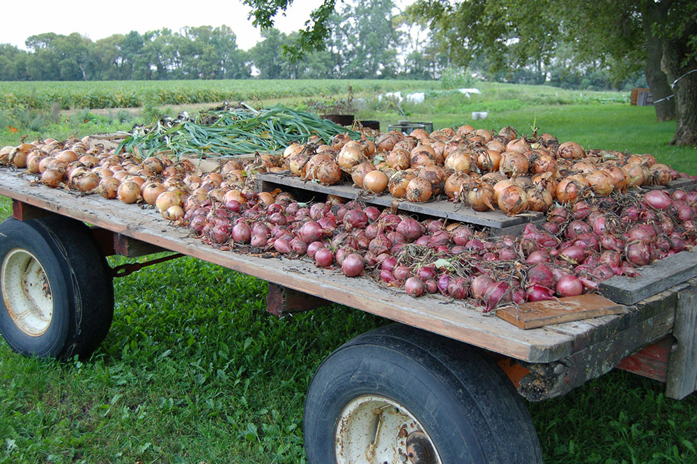Onions, fruits of the harvest at Earthrise Farm in Madison, Minnesota (Courtesy of Kathleen Fernholz)