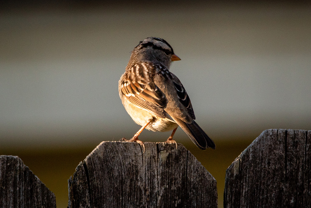 Songbird on a fence (Unsplash/Joshua J. Cotten)