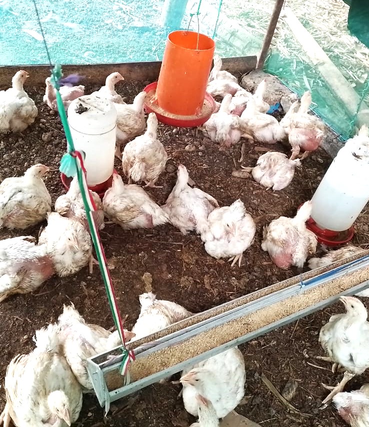 Gallinero de Tachita con los pollos a punto para venderse. A través de la construcción de gallineros y la compra de gallinas ponedoras, se ha establecido una cadena que ahora, además de vender huevos, incluye la venta de pollos. (Foto: cortesía Carmen Notario)