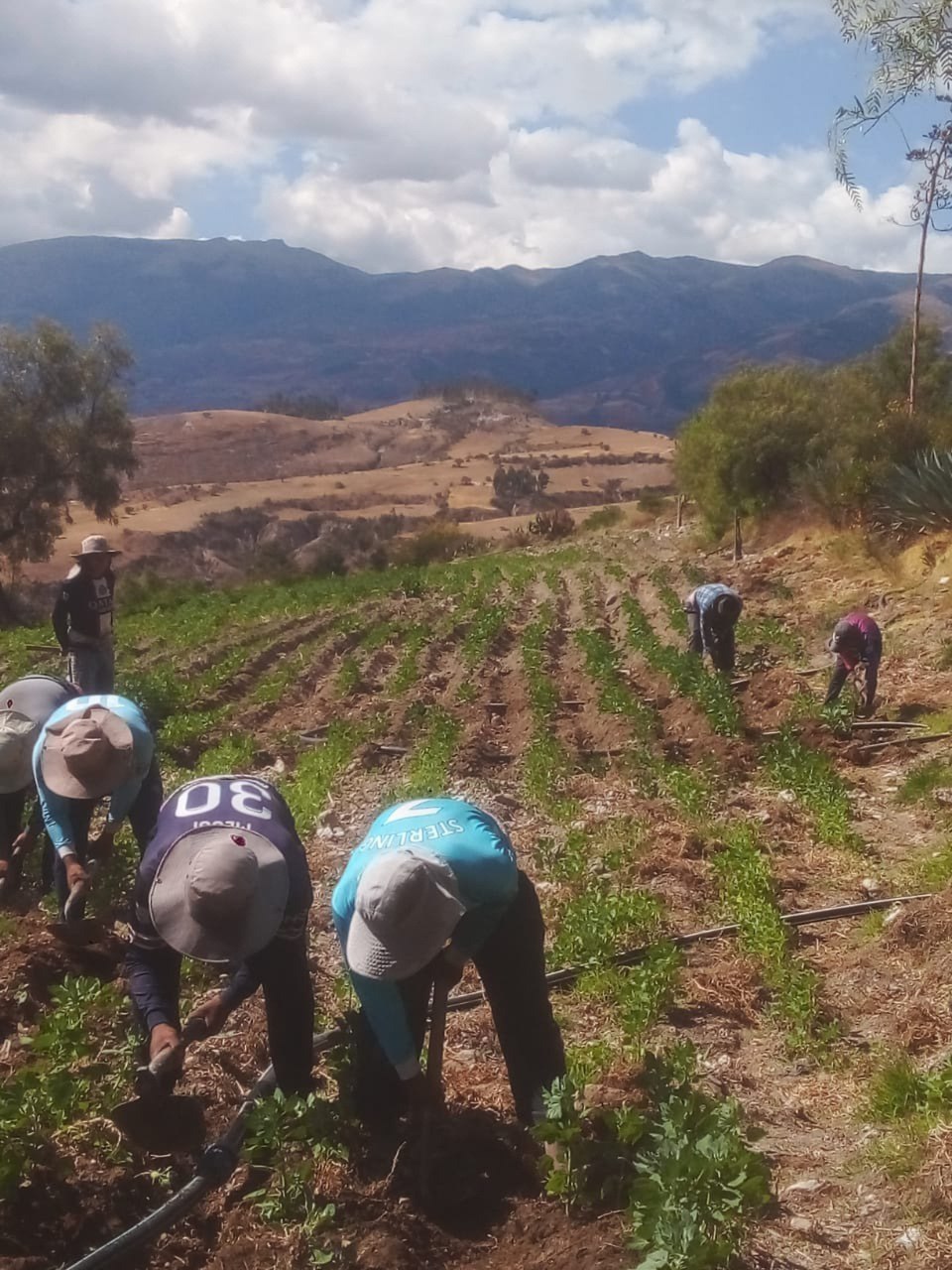 Agricultores aporcan la quinua en Tambillo-Ayacucho. (Foto: Marlene Quispe)