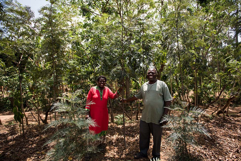 Davis Mukolwe, a small-holder farmer from Luucho, Kenya, has about 100 grevillea trees around his farm, all of them grown from seeds he received from One Acre Fund. The trees provide supplemental income for the family's 3-acre farm. (Newswire/Calvert Impact Capital/Courtesy of One Acre Fund and Hailey Tucker)
