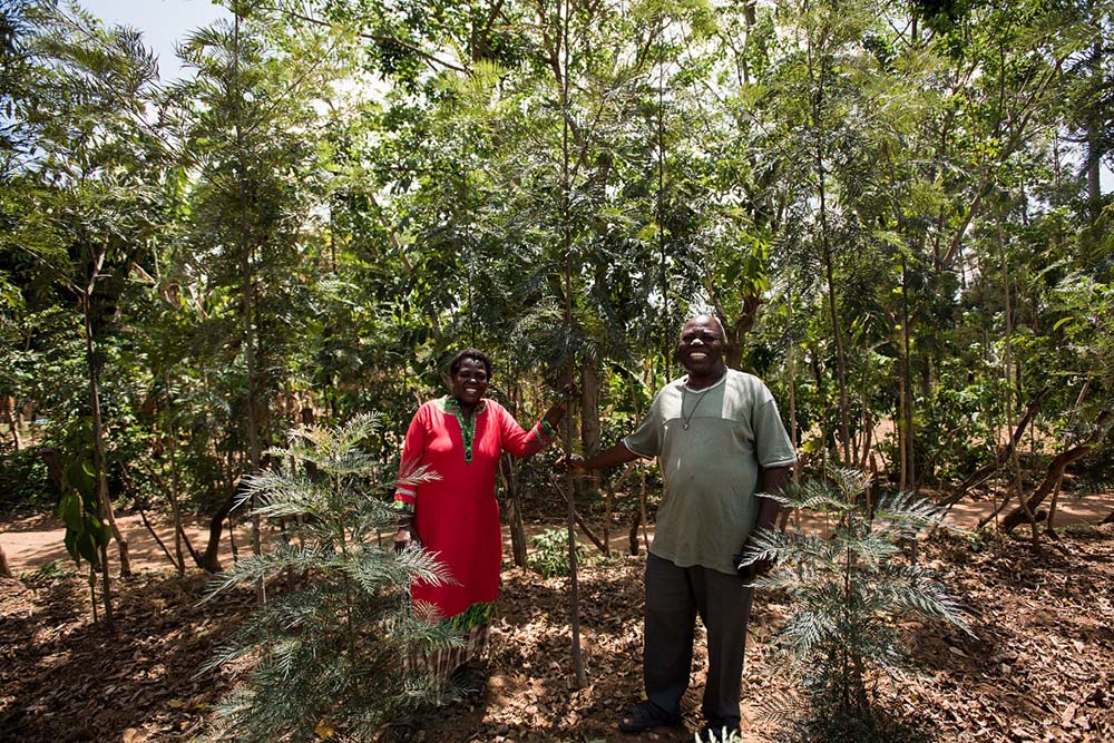 Davis Mukolwe, a small-holder farmer from Luucho, Kenya, has about 100 grevillea trees around his farm, all of them grown from seeds he received from One Acre Fund. The trees provide supplemental income for the family's 3-acre farm. (Newswire/Calvert Impact Capital/Courtesy of One Acre Fund and Hailey Tucker)