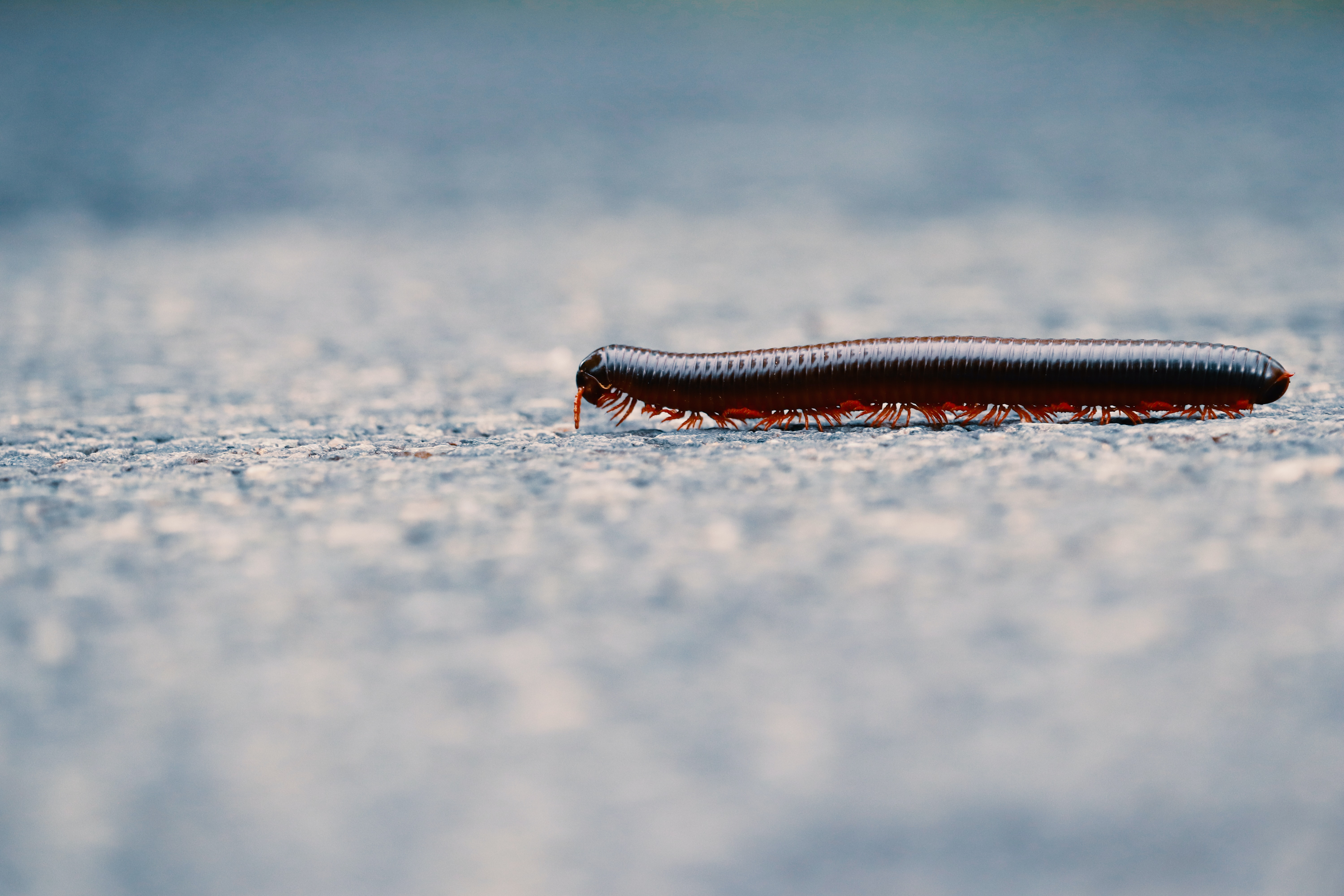 Milpiés. (Foto: Unsplash) Milpiés. (Foto: Unsplash)